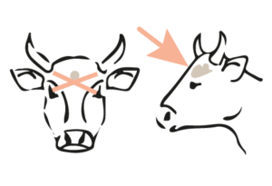 Bolzenschuss für Rinder
