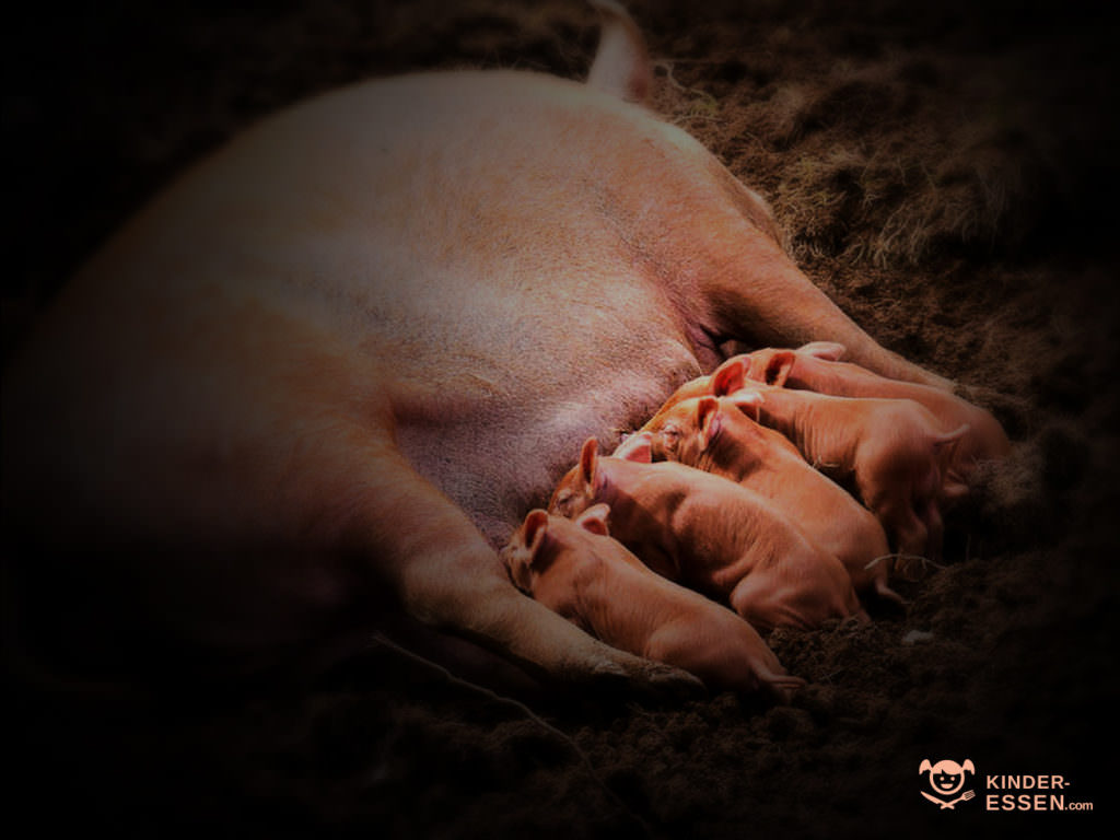 Bild zeigt Ferkel beim Säugen an ihrer Mutter