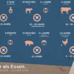 Infografik: Schlachtalter - Tiere sind kinder - Querformat