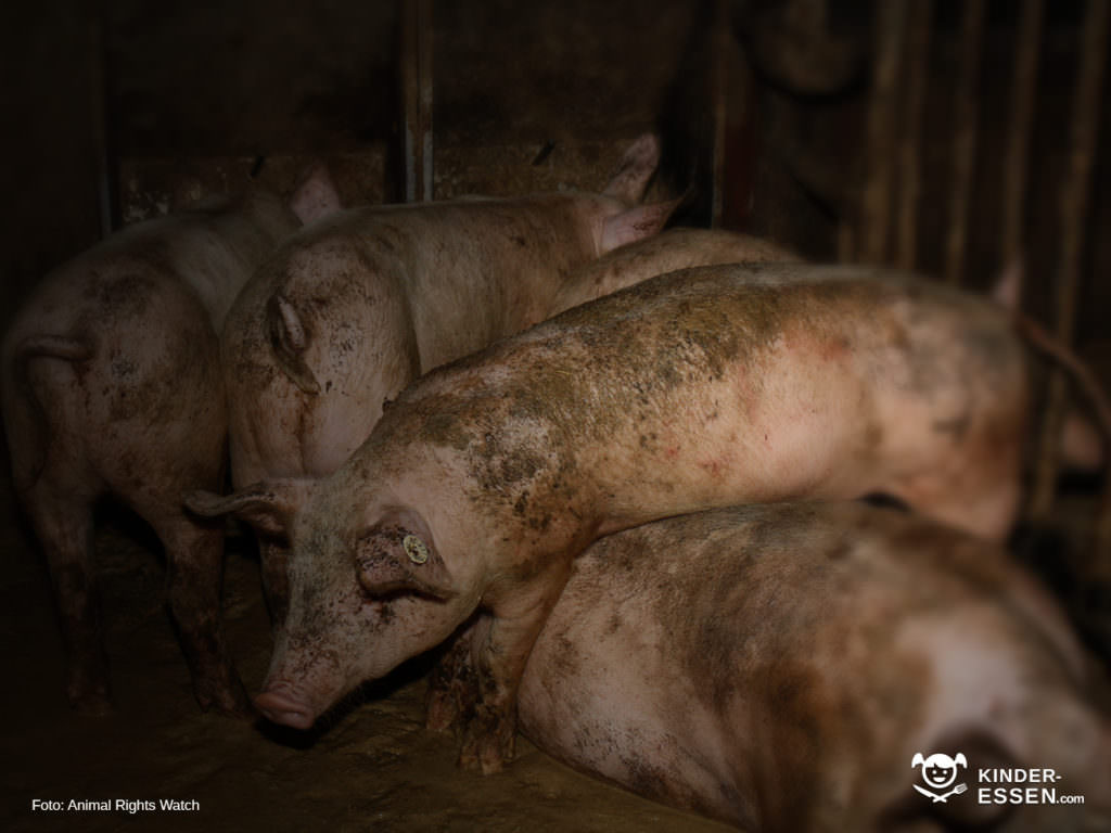 Perfekte Schweinehaltung bei Guhtfleisch